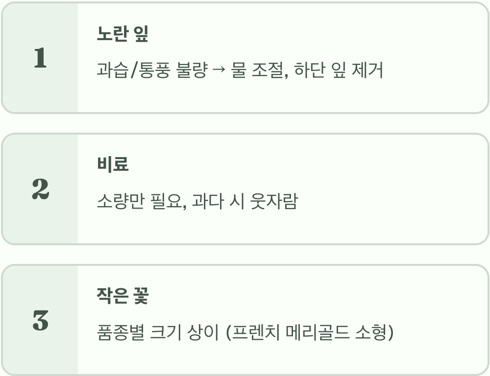 실패 없는 만수국 키우기 A to Z (씨앗 파종, 물주기, 관리)