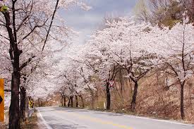 제 28회 제천 청풍호 벚꽃축제 기본일정과 특징 소개