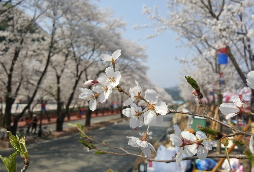 가평 벚꽃명소 에덴벚꽃길 벚꽃축제