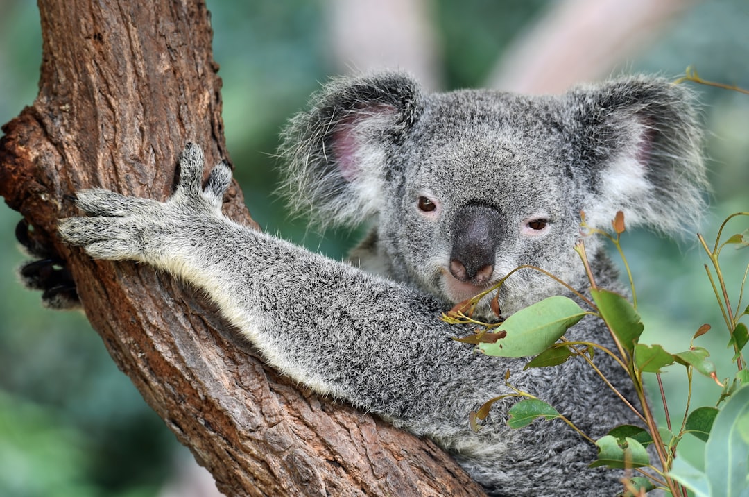 Australia