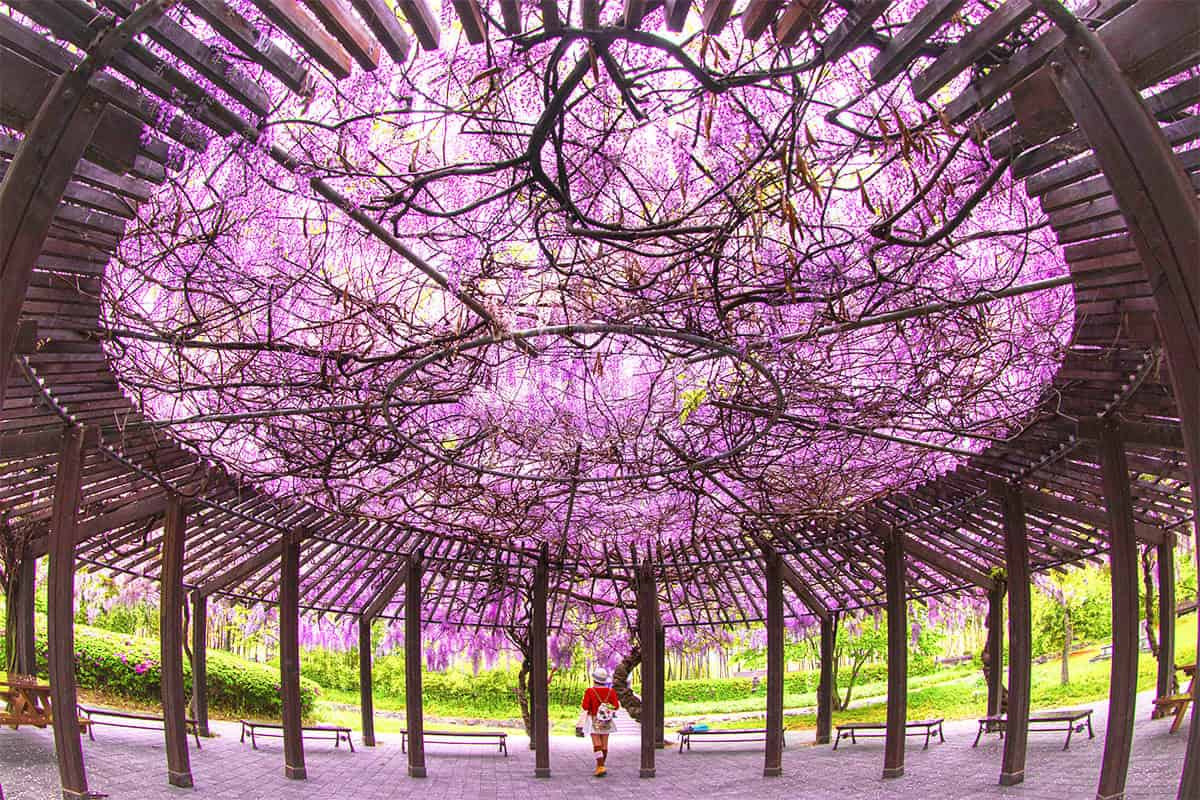 담양 한국대나무박물관 방문 꿀팁: 위치, 관람정보, 등나무꽃 포인트 총정리