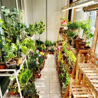 베란다정원 키우기 바람차단 햇빛차광 물주기 여름철 관리 요령_3