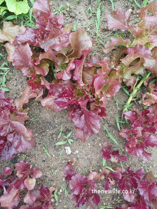 Clusters of red lettuce with slightly crinkled leaves growing organically on brown soil-적당히 구불거리는 잎이 특징인 붉은 상추 무리 &ndash; 자연 상태 흙 위에 자라나는 유기농 느낌의 장면