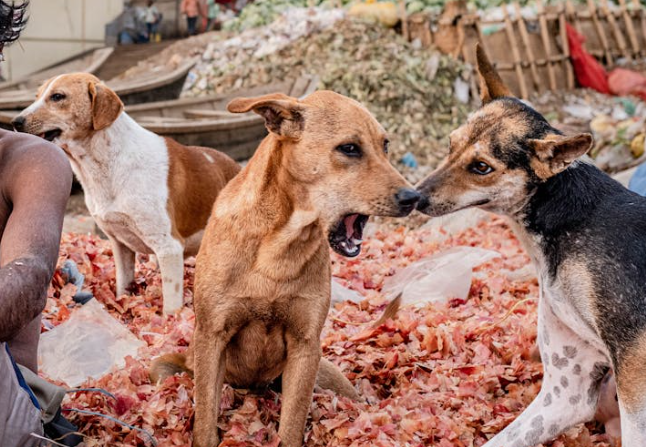 반려동물 알레르기가 있지만 고양이·강아지와 함께 살고 싶은 사람을 위한 현실 가이드