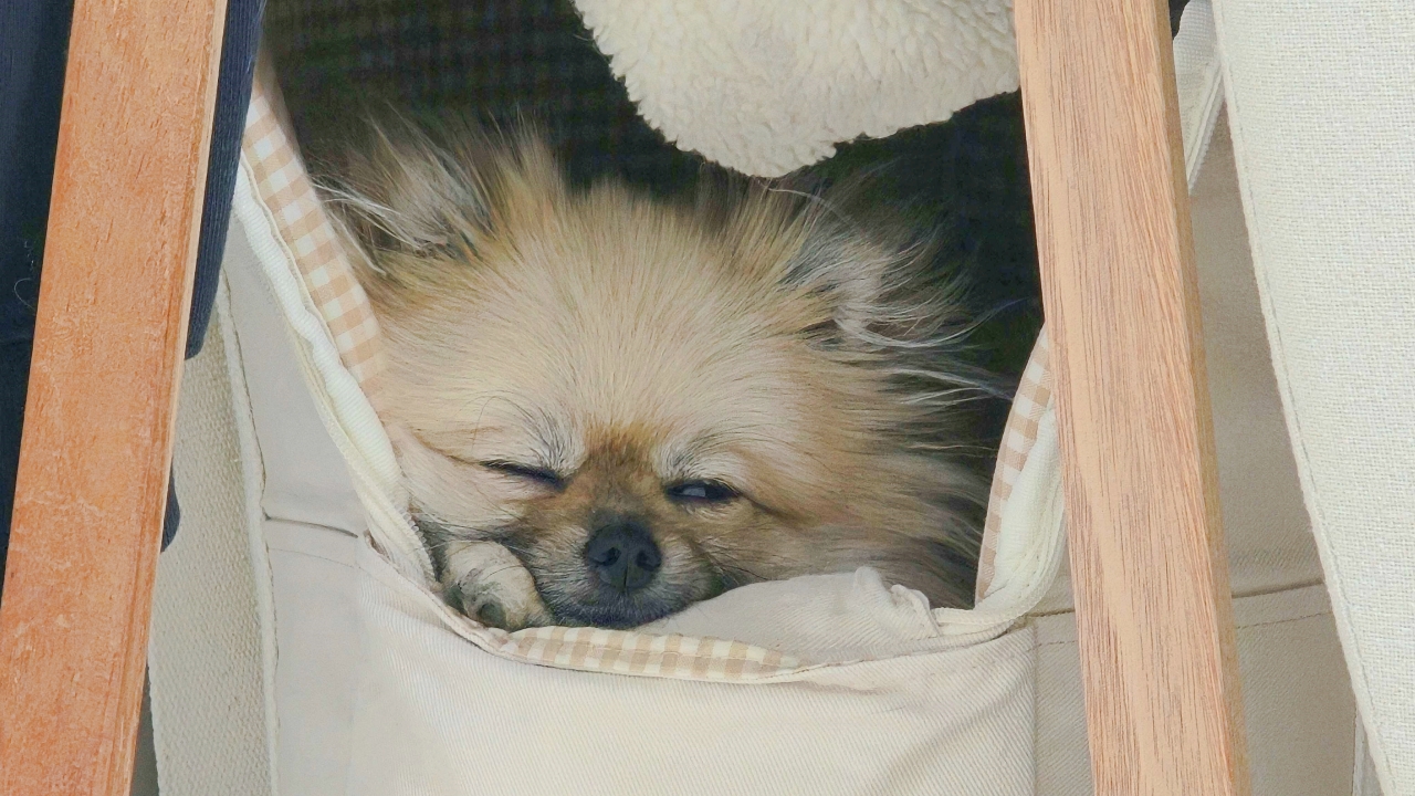 강아지가 집에 혼자 있을 때 행동