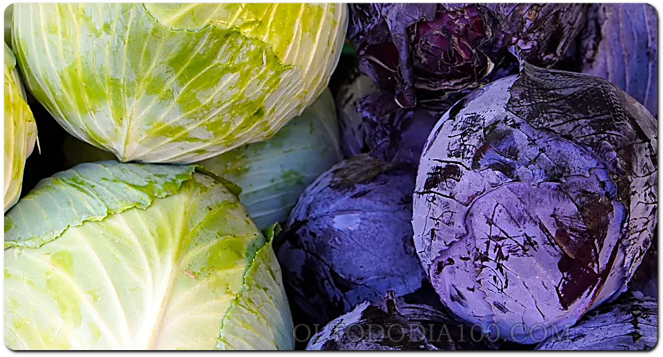 양배추의 숨은 효능