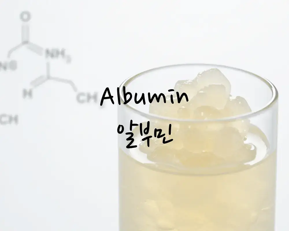 알부민 단백질