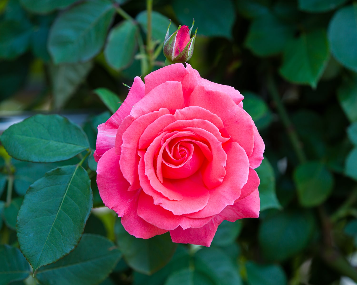 올림픽공원 장미축제 - 22