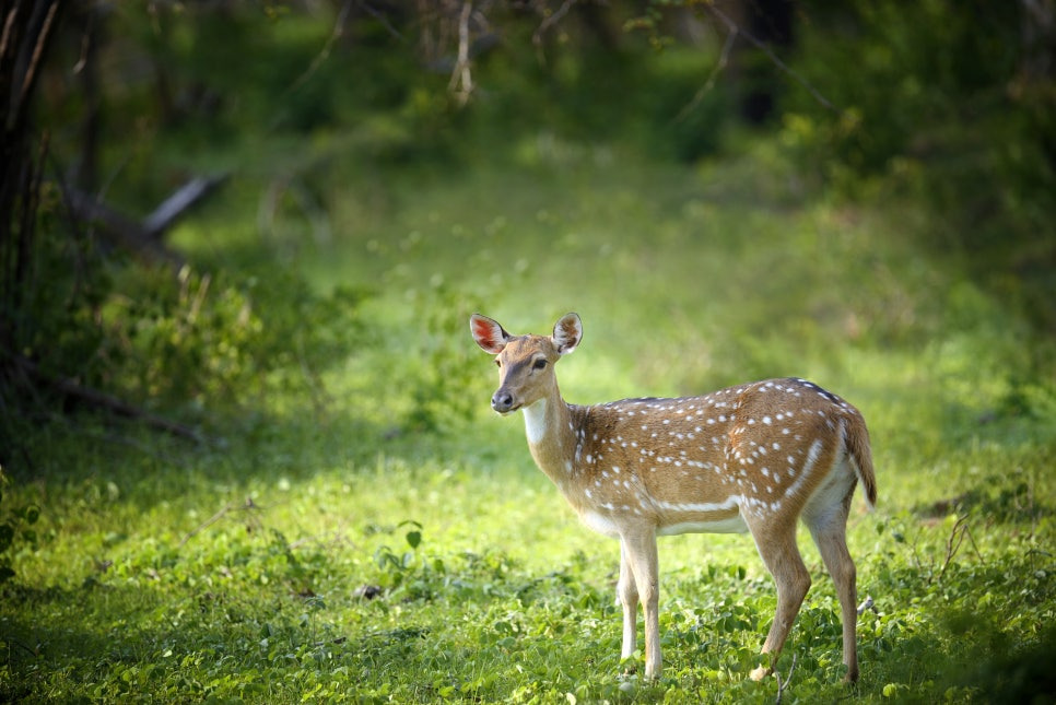 사슴 deer