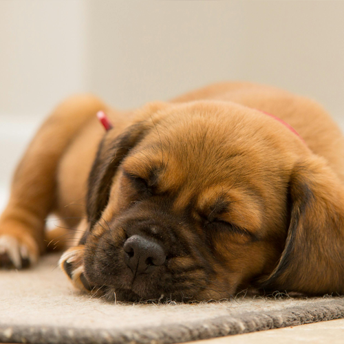 숙면에 좋은 음식