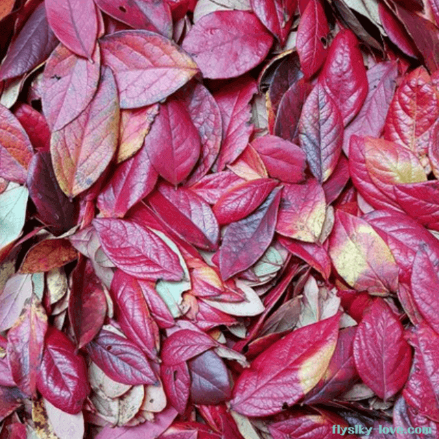 단풍이 든 블루베리 잎