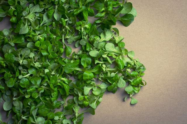 가을 상추 심는 시기와 방법 파종, 재배, 수확까지 한 번에 정리!