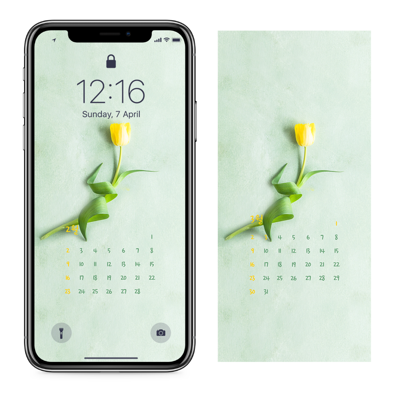 03 노란색 튤립 AB - 2025년2월 아이폰달력배경화면