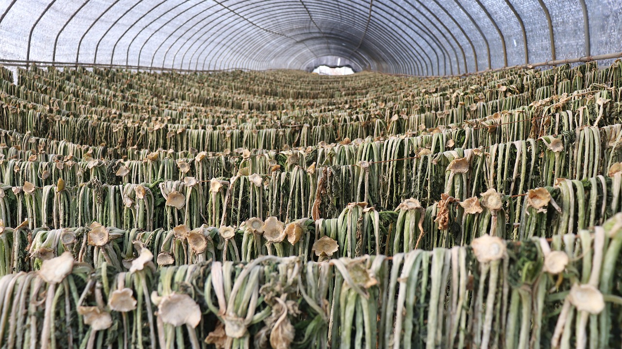 시니어건강식단, 음식궁합. 시래기효능, 두부조합