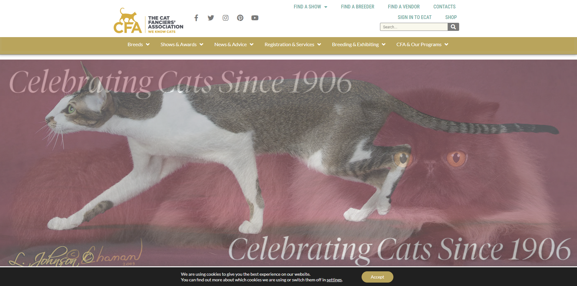 고양이 애호가 협회