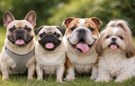 단두종 강아지 주요 질병 관련 사진