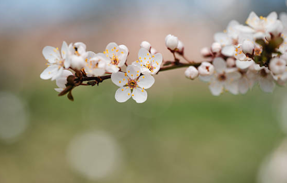 2026 벚꽃 개화 시기