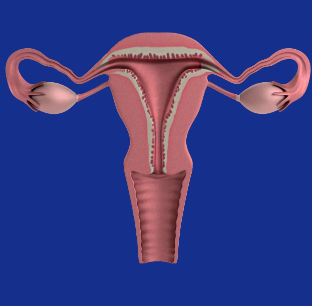자궁암과 관련된 사진