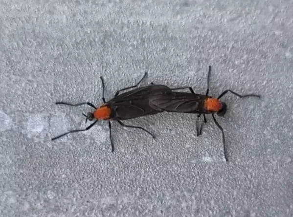 러브버그 출몰시기 정보