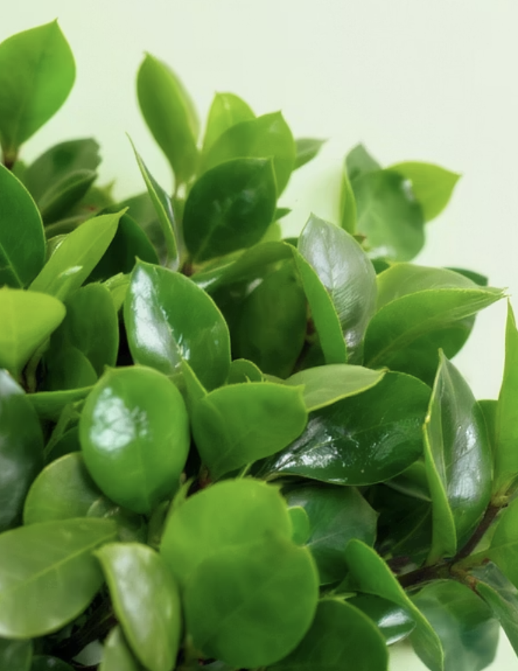 3. 한눈에 보이는 건강 신호, 잎과 줄기