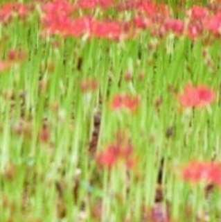 영광불갑산 상사화축제 기간 행사일정 예매하기 가을 꽃축제