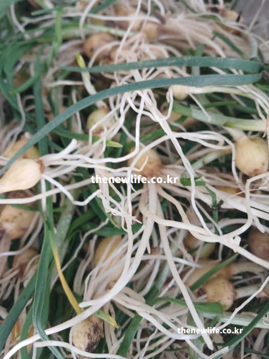 달래 효능의 혈관 건강에 도움 되는 알리신 성분이 풍부한 달래 실사진