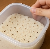 쌀벌레 없애는법