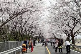양산 황산공원 벚꽃길