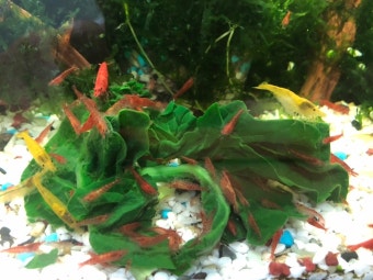 열대어 말고 민물 새우 어때? 인기 종과 필수 사육 조건