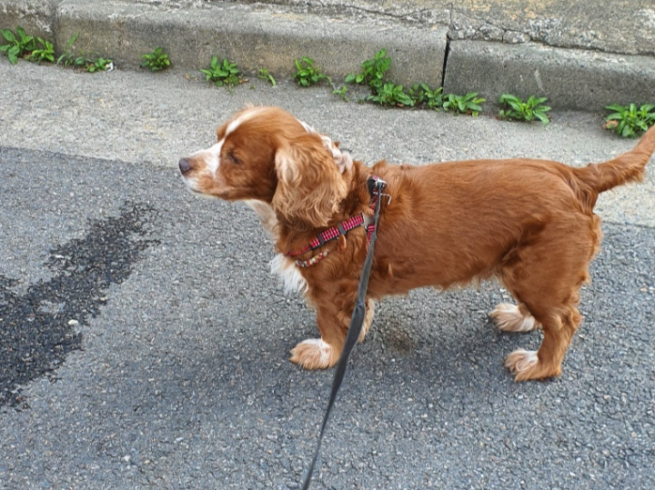 강아지 산책 발까짐 주의