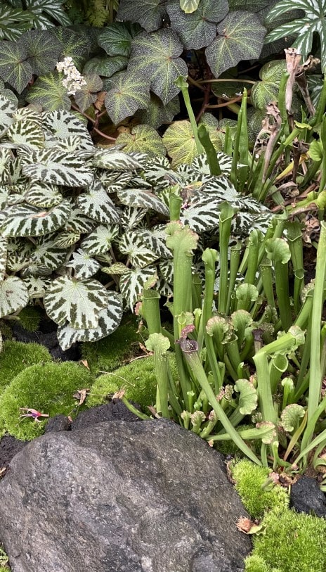 가든스 바이 더 베이 클라우드 포레스트