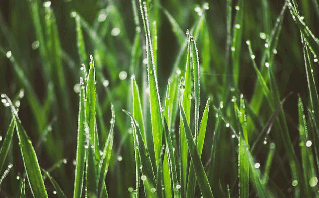 초록색 풀잎에 하얀 새벽 이슬방울들이 많이 맺혔다.