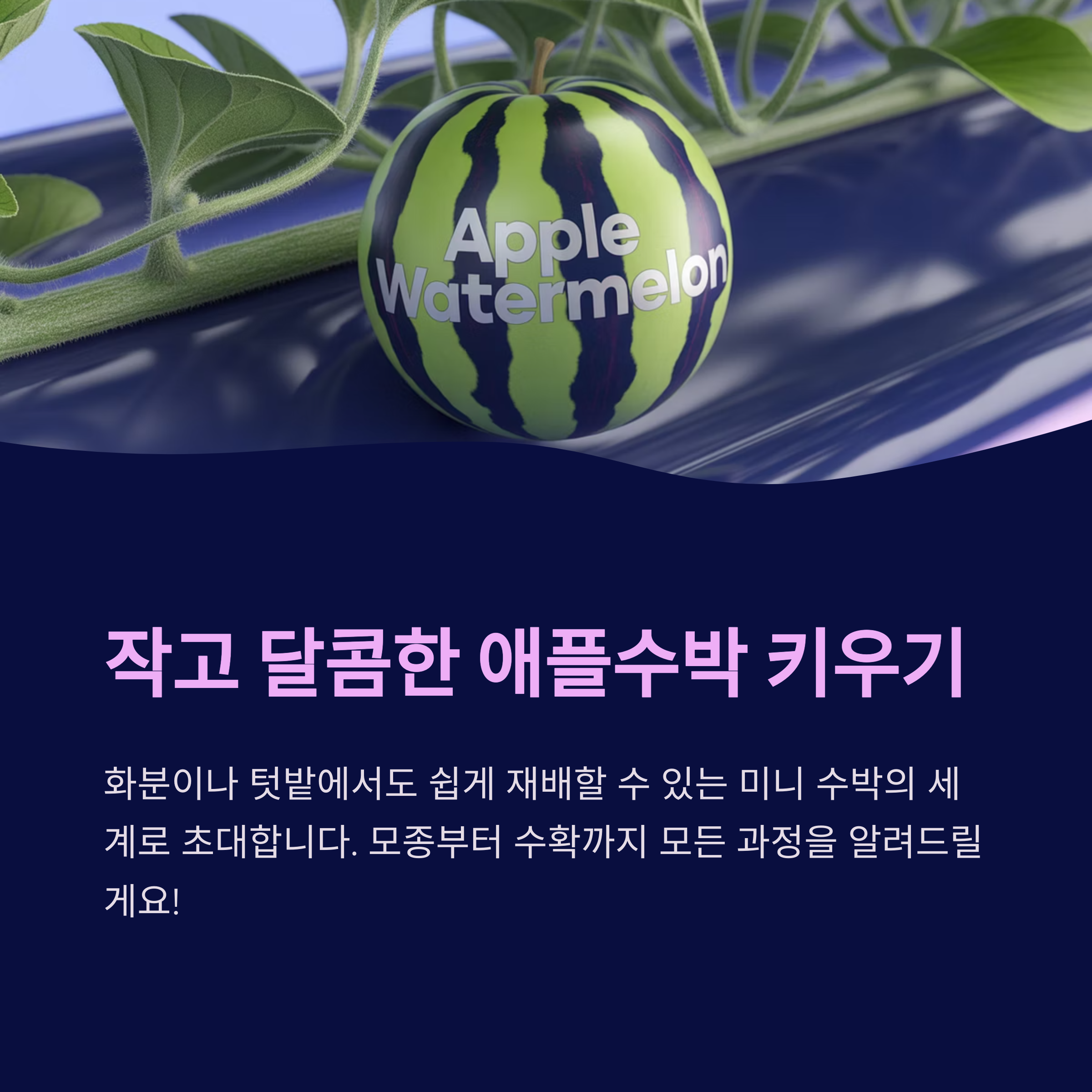애플수박 키우기 총정리, 모종부터 수확까지 재배 노하우