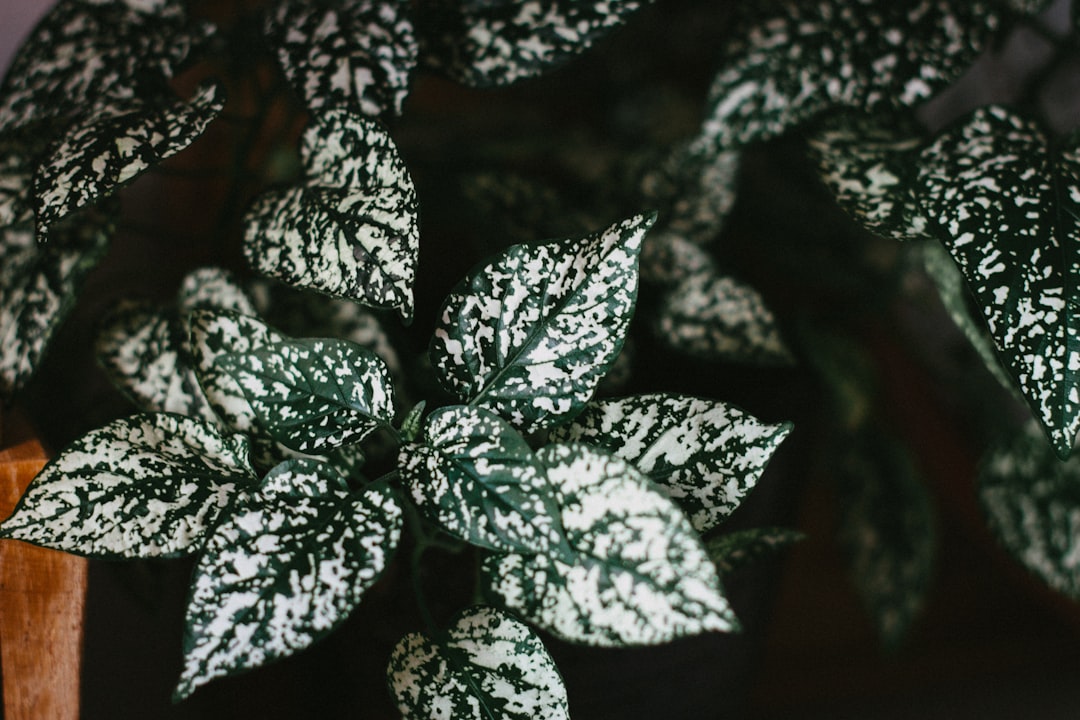 Plant.