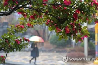 고기압 가장자리 맑음 구름 양산 챙기기 산책 팁_21