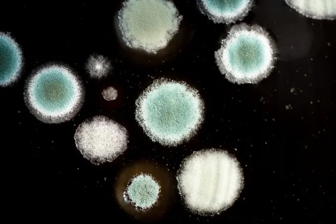 장마철 곰팡이 제거방법 꿀팁 정리 완벽 가이드_7