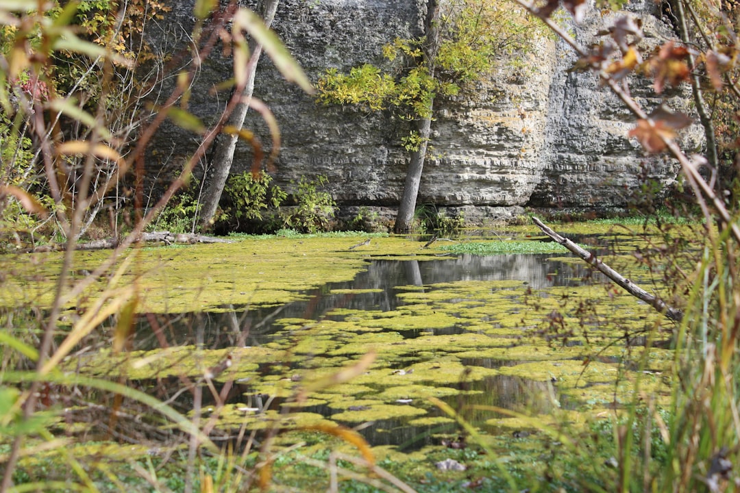Wetland.