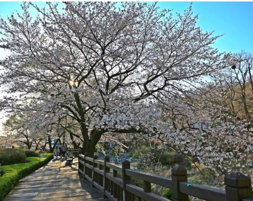 안양 벚꽃