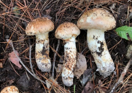 자연산 송이버섯 사진