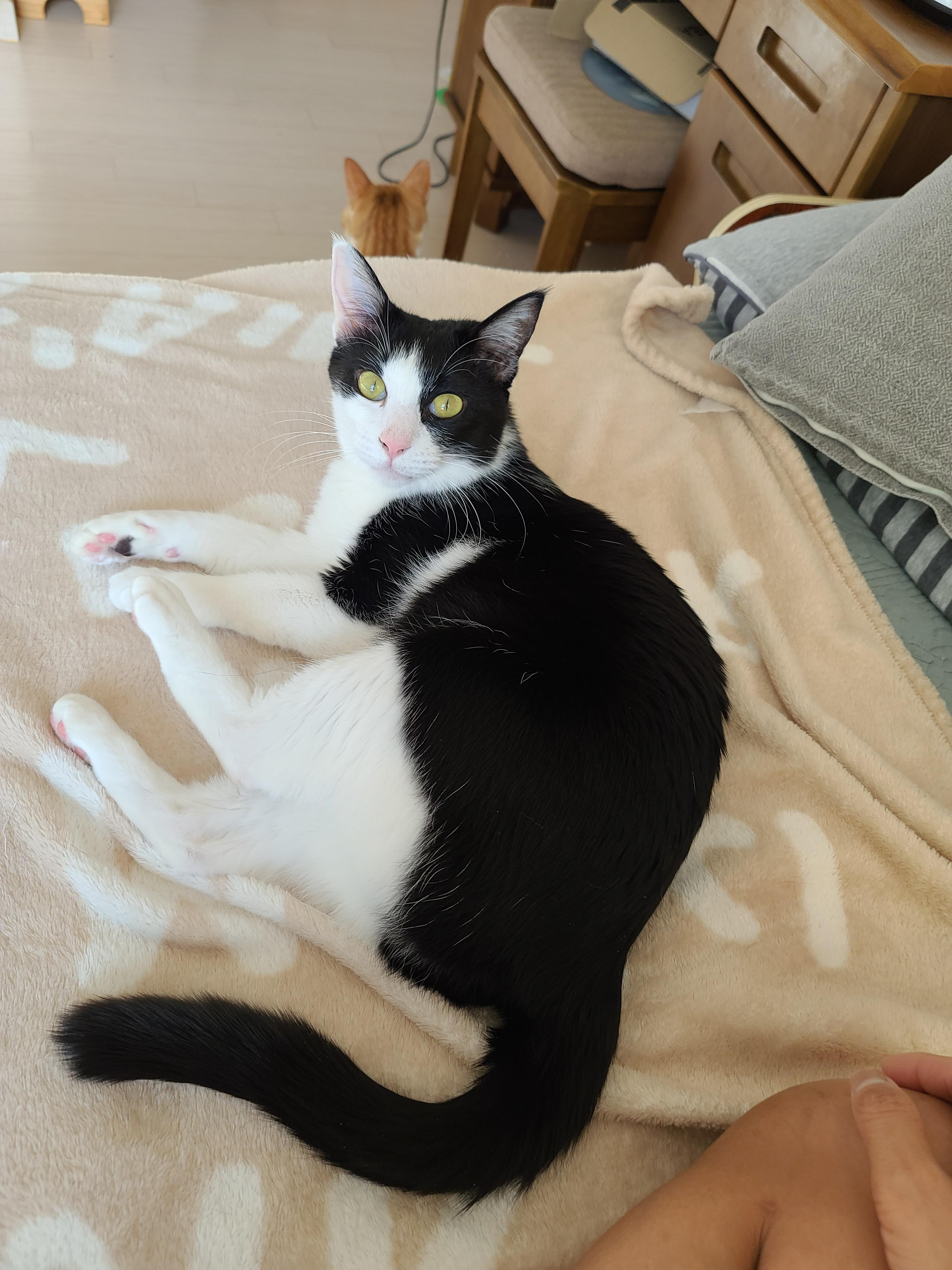 우리집 아홉냥이의 고양이 종류