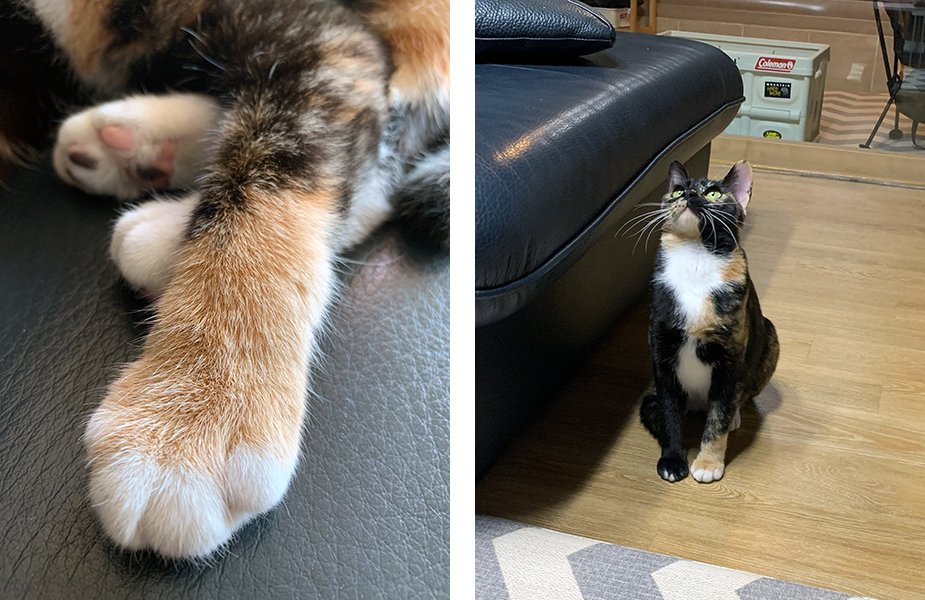 완벽 적응한 시루