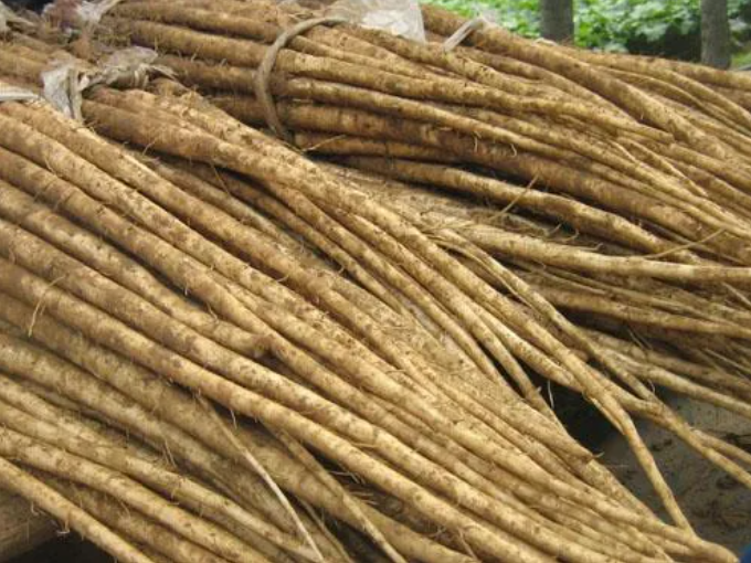 가늘고 긴 우엉묶음-사진