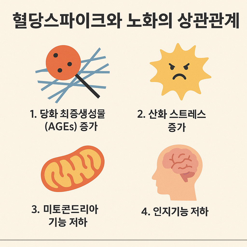 혈당스파이크와 노화의 상관관계