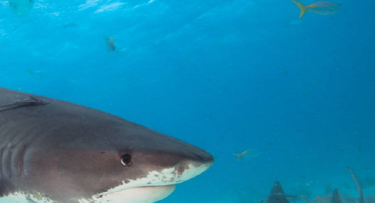 아라마루 아쿠아리움