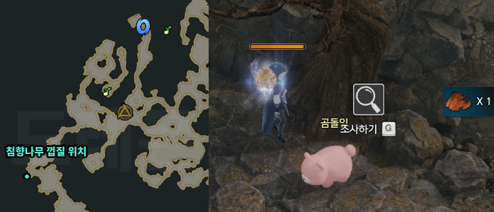 침향나무 껍질 위치