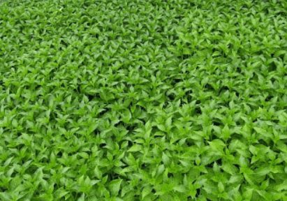 고추 모종 심는 시기 간격 방법 및 키우는 방법 알아보기