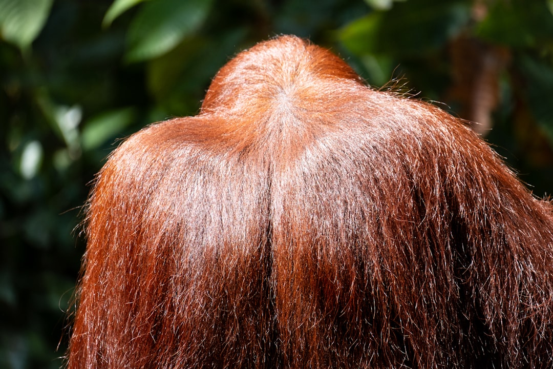 Scalp