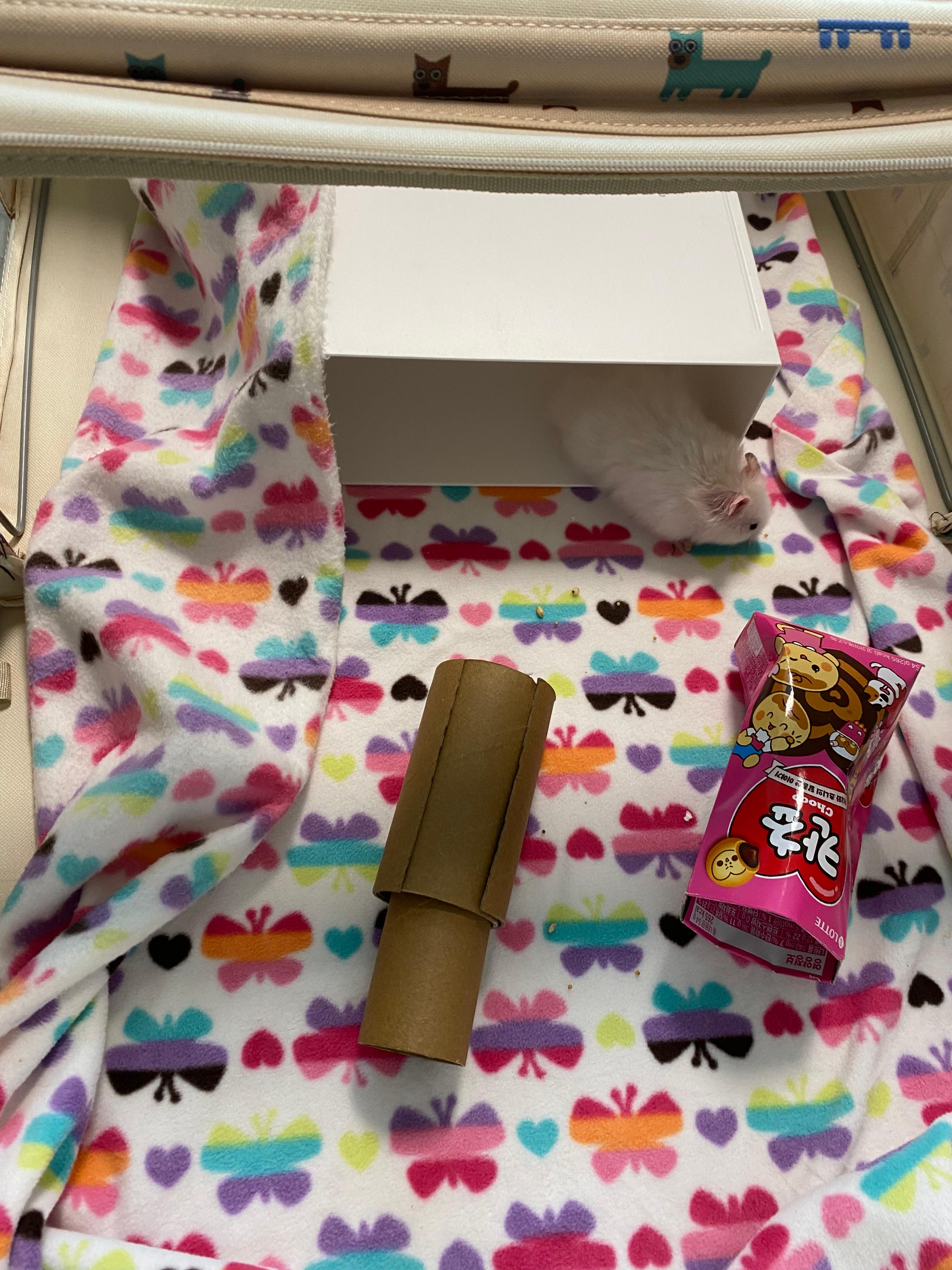 햄스터 놀이공간 꾸며준 사진