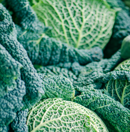 양배추 효능과 부작용 칼로리