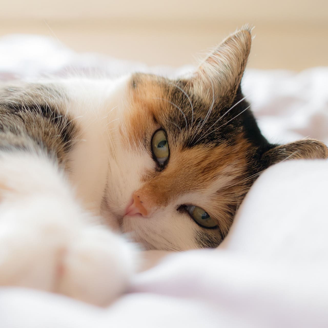 고양이 고환 종양 주요 원인